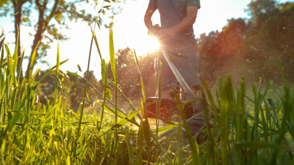 Gardener mowing a lawn with a push mower, low angle