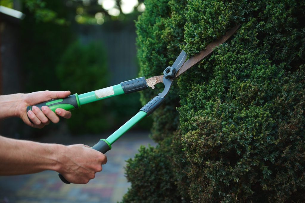 Pruning shears trimming a hedge close up